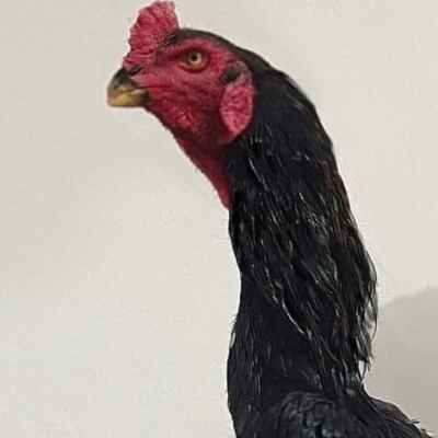 دانلود آهنگ های تکنو خروس