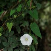 دانلود آهنگ عربی یدب دب