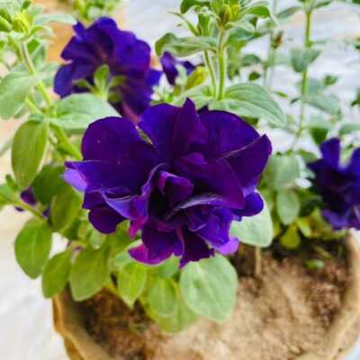 دانلود آهنگ من عاشقتم وای وای ترکی