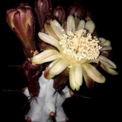 دانلود آهنگ حالا بیقرارم تو ای دل