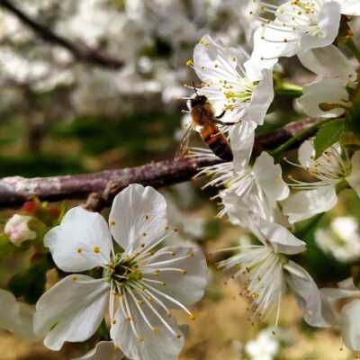 دانلود آهنگ ای بهار من ای دختر ناز