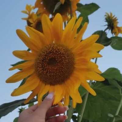 دانلود آهنگ جوسی