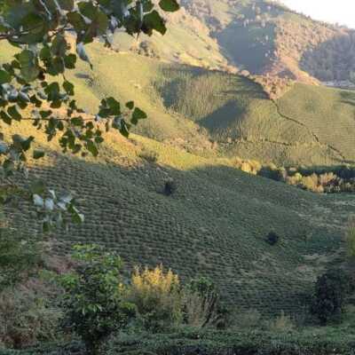 دانلود آهنگ مادر شوهر چه کردی