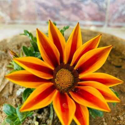 دانلود آهنگ ترکی مرگ بر آمریکا