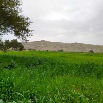 دانلود آهنگ عربی بلدی