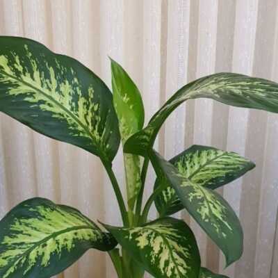 دانلود اهنگ ترکی سن منیم سودیم انسان سان