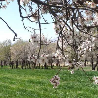 دانلود اهنگ ترکی کالبیم تک صاحبینه