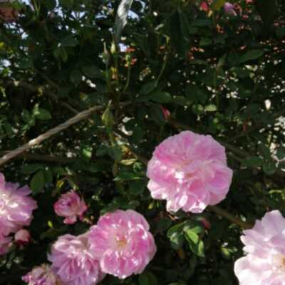 دانلود آهنگ خارجی او له شی او له