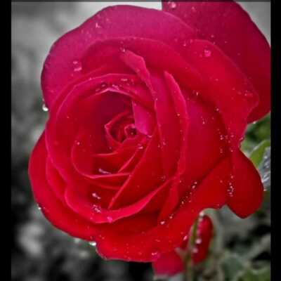 دانلود آهنگ عربی عایش من دونک محروم