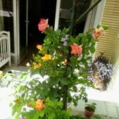 دانلود آهنگ گفتی که عاشق شو