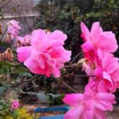 دانلود آهنگ تو رو هرگز ندیدن میدونی که سخته