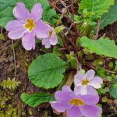 دانلود آهنگ با قلب من بازی نکن