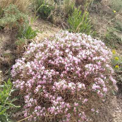 دانلود آهنگ خوشگله میخواد قر بده