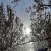 دانلود آهنگ من دارم بهار بهار میبازم به روزگار