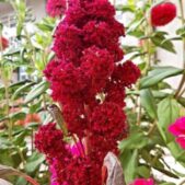 دانلود آهنگ همه علیا باحالن پای عشق و حالن