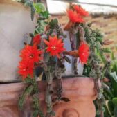 دانلود آهنگ وای تو بیشتر از این حرفایی