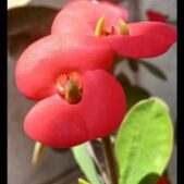 دانلود آهنگ برگشتم دیدم حالت خوبه