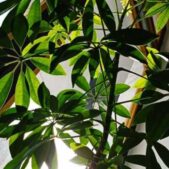 دانلود آهنگ دختر مشرقیم دختر آفتاب