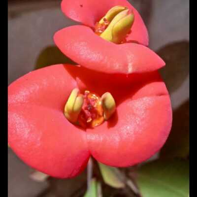 دانلود آهنگ خارجی لیسن تو مینه