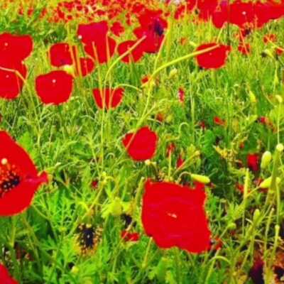 دانلود آهنگ لری دل ای دل تا کی باید بسوزی