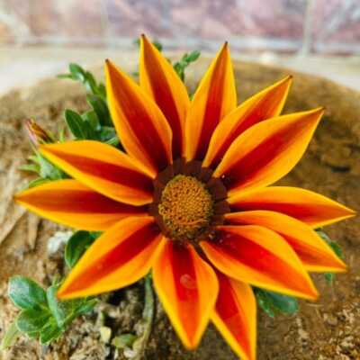 دانلود آهنگ امشب من و ساقی به دل عشقی دگر داریم