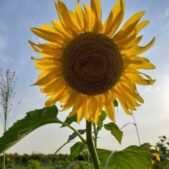 دانلود آهنگ حسام فرزان شوخ زبان باز