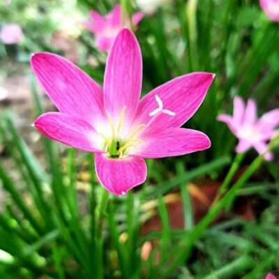 دانلود آهنگ گر تن بدهی دل ندهی کار خراب است افغانی