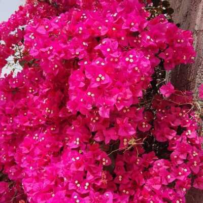 دانلود آهنگ عربی سفره الی الله