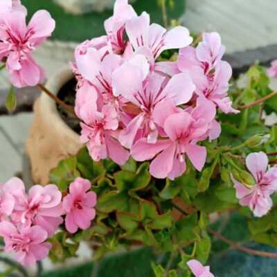 دانلود آهنگ روزگار بدیه گنجشک قناری شده هیچکس