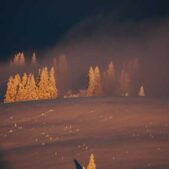 دانلود آهنگ منم منم داری