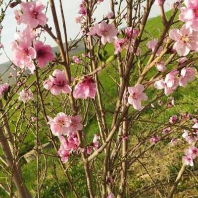 دانلود آهنگ خاطرات بچهگیم با اسم تو شروع میشه