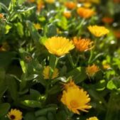 دانلود آهنگ دیگه حرفام نداره رنگی