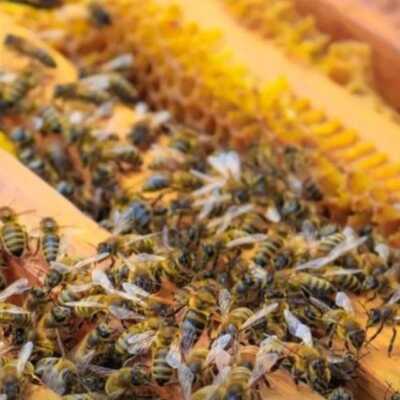 دانلود آهنگ عسله لامصب عسل