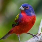 دانلود آهنگ بلبل افسرده مازندرانم